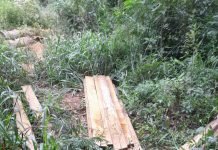 Evidencian tala ilegal de árboles nativos en San Pedro del Paraná