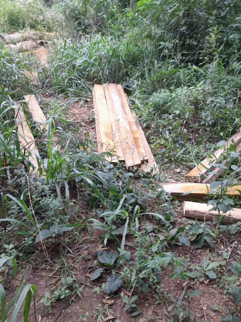Evidencian tala ilegal de árboles nativos en San Pedro del Paraná