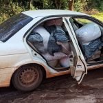 Tras persecución, incautan más de 200 kilos de marihuana picada