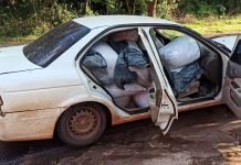 Tras persecución, incautan más de 200 kilos de marihuana picada