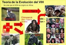 Hallan al primer culpable de la propagación del VIH por todo el mundo