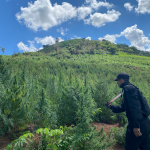 SENAD y la Policía Federal del Brasil anulan casi 900 toneladas de marihuana en Amambay