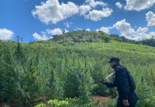 SENAD y la Policía Federal del Brasil anulan casi 900 toneladas de marihuana en Amambay