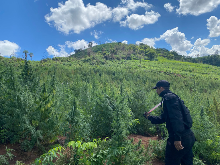 SENAD y la Policía Federal del Brasil anulan casi 900 toneladas de marihuana en Amambay