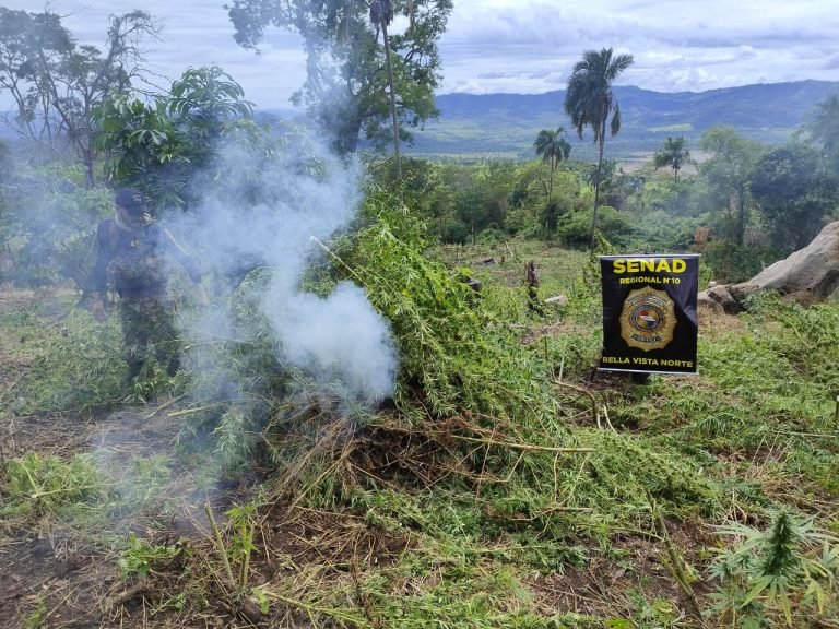 SENAD intensifica operativos contra centros de producción de marihuana en Bella Vista Norte SENAD intensifica operativos contra centros de producción de marihuana en Bella Vista Norte