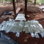 Desmantelan campamentos y erradican cultivos de marihuana al crimen organizado