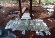 Desmantelan campamentos y erradican cultivos de marihuana al crimen organizado