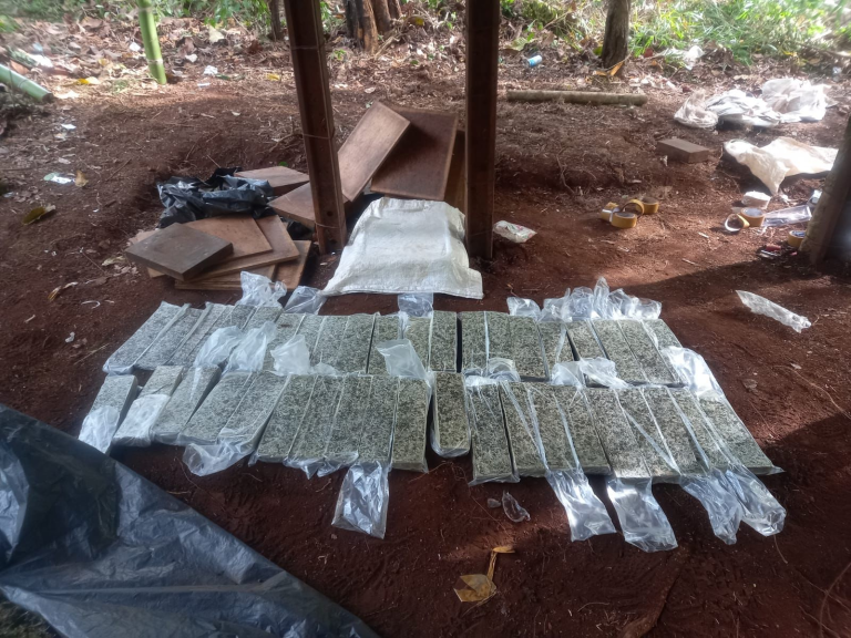 Desmantelan campamentos y erradican cultivos de marihuana al crimen organizado Desmantelan campamentos y erradican cultivos de marihuana al crimen organizado
