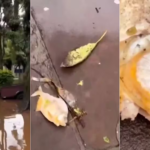 Más complicaciones para la población de Porto Alegre: con las inundaciones, aparecieron pirañas en las calles de la ciudad