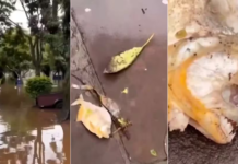 Más complicaciones para la población de Porto Alegre: con las inundaciones, aparecieron pirañas en las calles de la ciudad