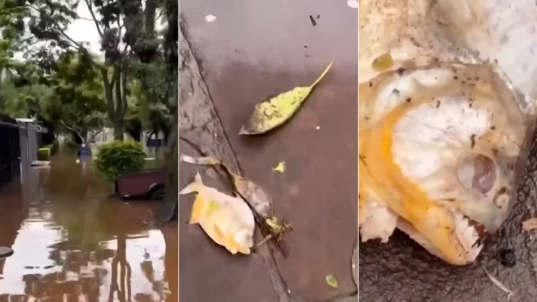 Más complicaciones para la población de Porto Alegre: con las inundaciones, aparecieron pirañas en las calles de la ciudad