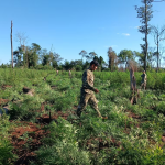 Golpe al narcotráfico en Caazapá es superior a USD 3.000.000
