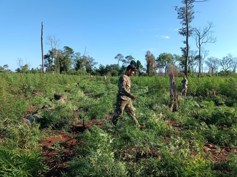 Golpe al narcotráfico en Caazapá es superior a USD 3.000.000 Golpe al narcotráfico en Caazapá es superior a USD 3.000.000