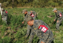 Concluye operación CUT-4 con eliminación de 88 toneladas de marihuana en Amambay