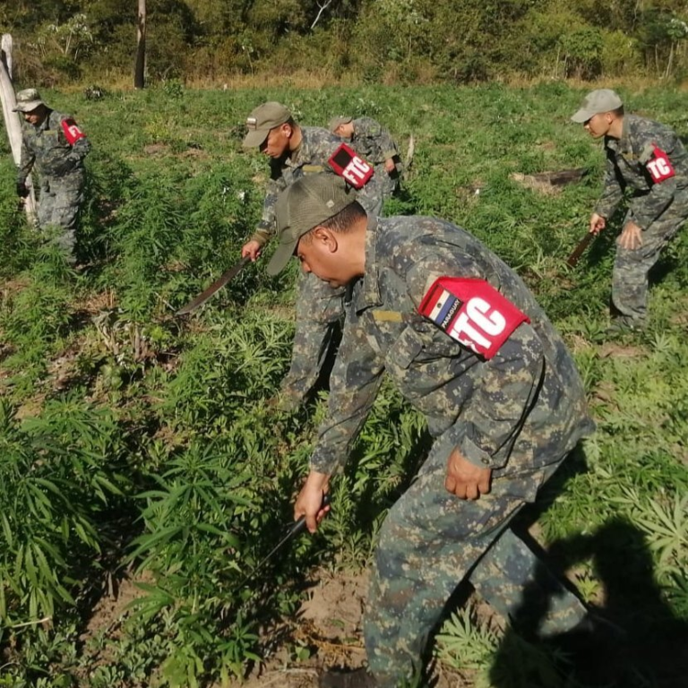 Concluye operación CUT-4 con eliminación de 88 toneladas de marihuana en Amambay