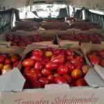 Desde hoy cortan los permisos para la importación de tomates
