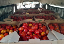 Desde hoy cortan los permisos para la importación de tomates