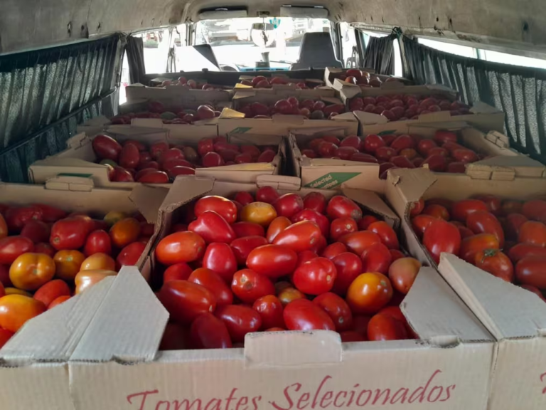 Desde hoy cortan los permisos para la importación de tomates
