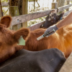 Senacsa extiende periodo de vacunación contra fiebre aftosa y brucelosis bovina