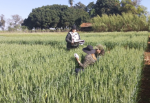 Paraguay logra su adhesión al esquema de certificación de semillas de la OCDE