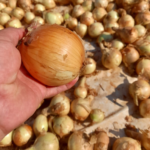 Expondrán lo último en innovación en feria hortícola