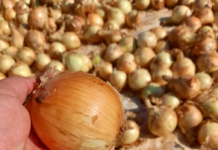 Expondrán lo último en innovación en feria hortícola