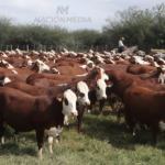 Sector productivo genera el 97 % de la inversión en la cadena de la carne