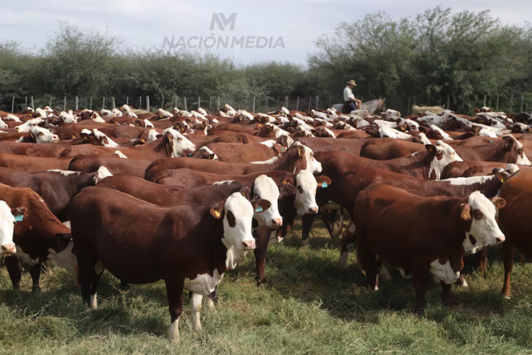 Sector productivo genera el 97 % de la inversión en la cadena de la carne