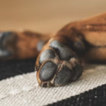 Ordenan prisión preventiva para hombre que acuchilló y degolló a perro en Nanawa