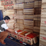 Incautan más de 14 mil kilos de tomate, presumiblemente de contrabando