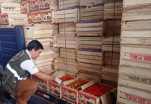 Incautan más de 14 mil kilos de tomate, presumiblemente de contrabando