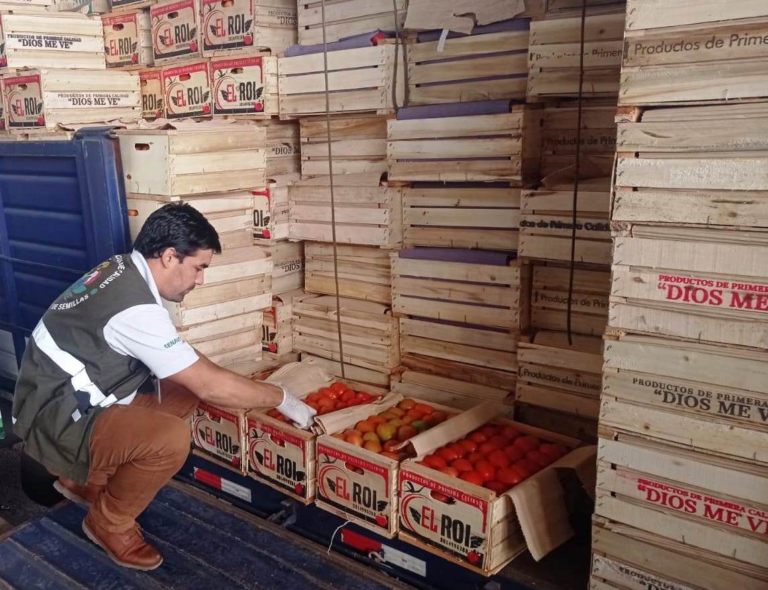 Incautan más de 14 mil kilos de tomate, presumiblemente de contrabando