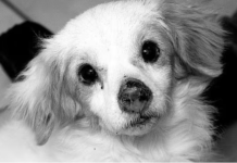 Defensa Animal inicia investigación para dar con los responsables de cruel asesinato de un perrito