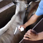 Segundo periodo de vacunación contra la aftosa finalizó con 4 millones de registrados