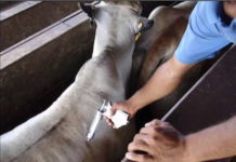 Segundo periodo de vacunación contra la aftosa finalizó con 4 millones de registrados