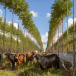 Infona: aprovechar el «tremendo» potencial forestal para transformar las comunidades