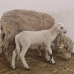 ‘Teodoro’, el cordero modificado genéticamente ayudará a entender la fecundación humana