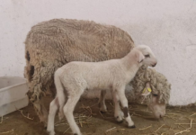 ‘Teodoro’, el cordero modificado genéticamente ayudará a entender la fecundación humana