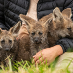Nacieron tres Aguara Guasu en el Refugio Faunístico Atinguy