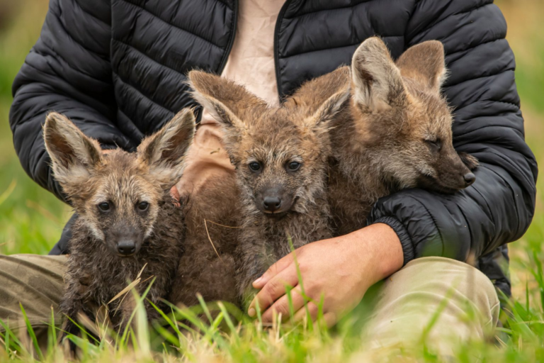Nacieron tres Aguara Guasu en el Refugio Faunístico Atinguy Nacieron tres Aguara Guasu en el Refugio Faunístico Atinguy