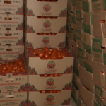 Incautan casi 40 mil kilos de tomate de contrabando en zona del Abasto