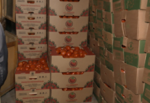 Incautan casi 40 mil kilos de tomate de contrabando en zona del Abasto