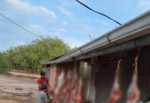 Policías estarían involucrados en supuesta caza furtiva de animales silvestres