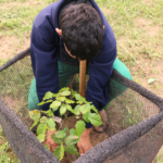 Positiva evaluación del Proyecto “Los Solidarios”, para arborizar espacios públicos de Pilar