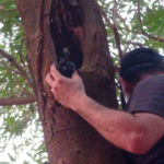 Hernandarias: microtraficantes ocultaban drogas en el tronco de un árbol