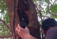 Hernandarias: microtraficantes ocultaban drogas en el tronco de un árbol