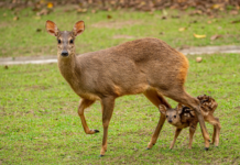 Un pequeño guazú virá es nuevo huésped del Refugio Faunístico Atinguy