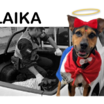 Murió «Laika», la perrita que fue apuñalada tras defender a su dueño