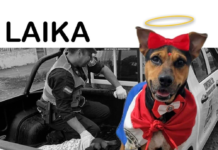Murió «Laika», la perrita que fue apuñalada tras defender a su dueño