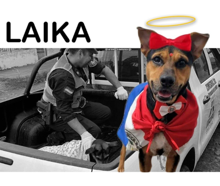 Murió «Laika», la perrita que fue apuñalada tras defender a su dueño
